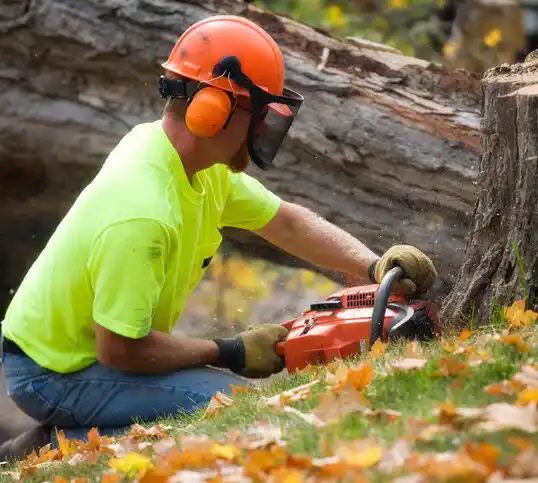 tree services Queens